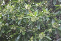 Alstonia macrophylla Wall. ex G.Don